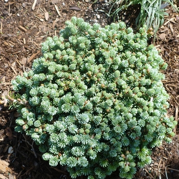 Abies koreana 'Blue Eskimo' 