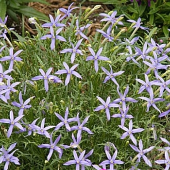 Laurentia axillaris 'Starshine™ Blue' 
