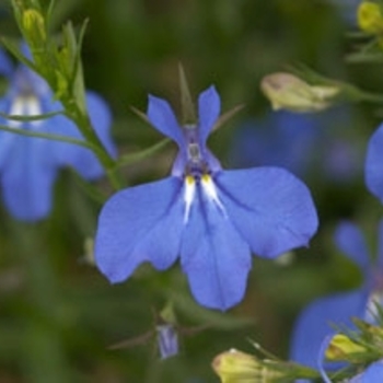 Lobelia erinus 'Anabel® Brilliant Blue' 