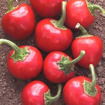 Capsicum annuum 'Time Bomb' 