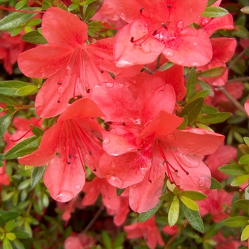 Rhododendron indica 'Macrantha Orange' 