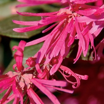 Loropetalum chinense 'Little Rose Dawn®' 