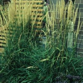 Calamagrostis acutiflora