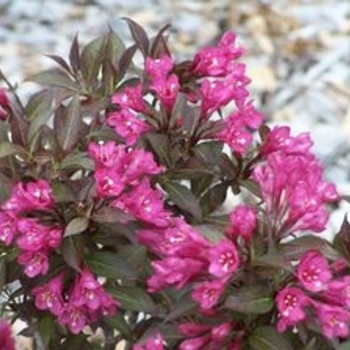 Weigela florida 'Veirwig3' 