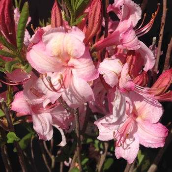 Rhododendron Northern Lights hybrid 'Candy Lights™' 
