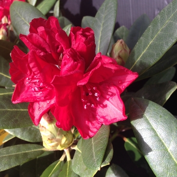 Rhododendron 'Rangoon' 