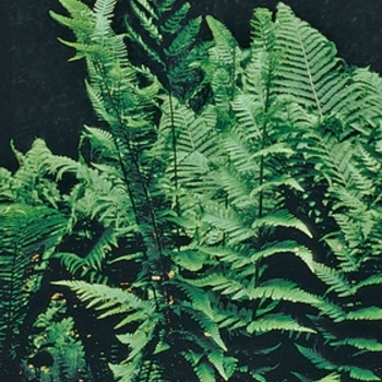 Dryopteris australis