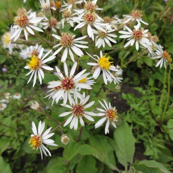 Aster macrophyllus 'Albus' 