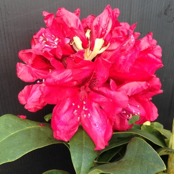 Rhododendron 'Trilby' 