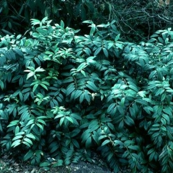 Leucothoe fontanesiana 'Nana' 