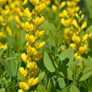 Baptisia sphaerocarpa