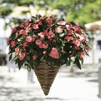 Impatiens 