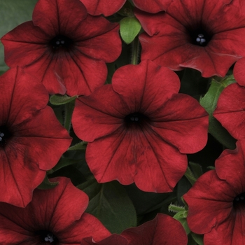 Petunia Tidal Wave® Red Velour