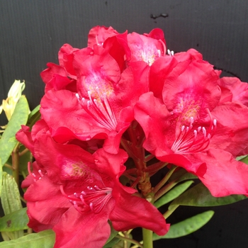 Rhododendron 'Francesca' 