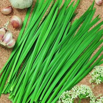 Allium tuberosum 'Geisha'