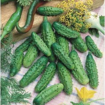 Cucumis sativus 'Parisian Gherkin' 