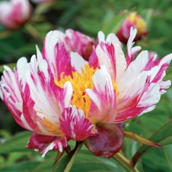 Paeonia lactiflora 'Twitterpated' 