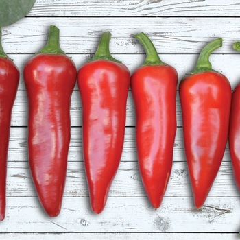 Capsicum annuum 'Flaming Flare'