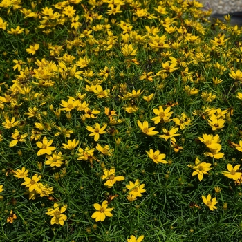 Coreopsis verticillata 'Little Bird' 