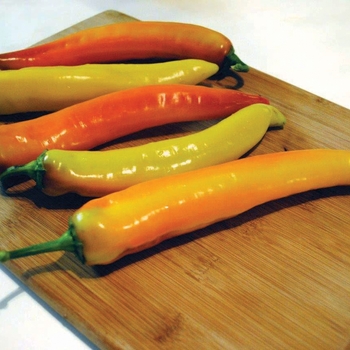 Capsicum annuum 'Hot Sunset' 