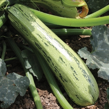 Cucurbita pepo 'Bossa Nova'