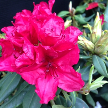 Rhododendron Mehlquist hybrid 'Scarlet Romance' 