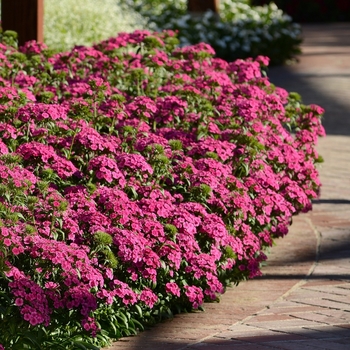 Dianthus Jolt™ Pink