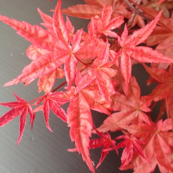 Acer palmatum 'Corallinum' 