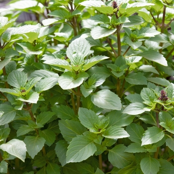 Ocimum basilicum 'Persian' 