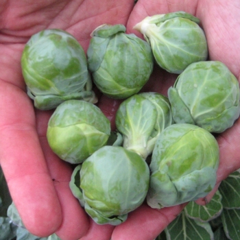 Brassica oleracea var. gemmifera 'Hestia'