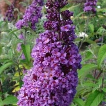 Buddleia davidii 'Windy Hill' 