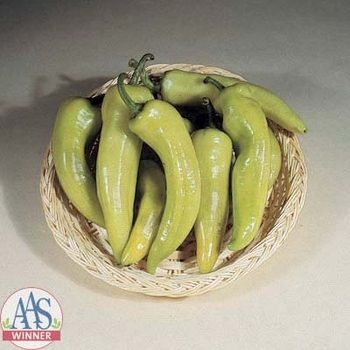 Capsicum annuum 'NuMex Easter' 