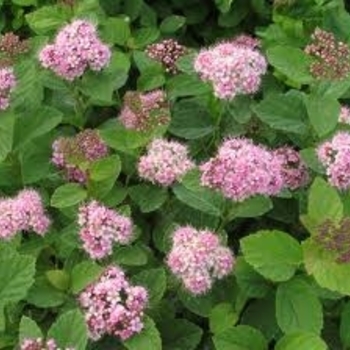 Spiraea densiflora 'Monvis' 