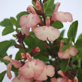 Salvia microphylla 'Heatwave Glow' 