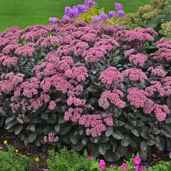 Sedum Rock 'N Grow® 'Maestro'