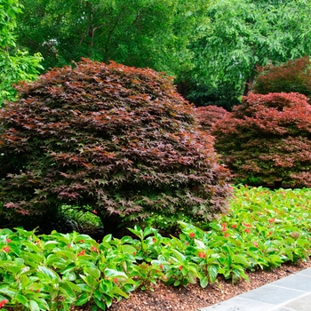 Acer palmatum 'Rhode Island Red'