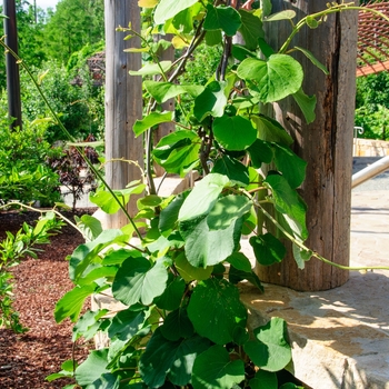 Actinidia deliciosa 'Exbury' 