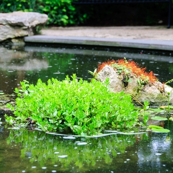 Bacopa caroliniana