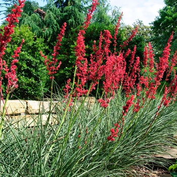 Hesperaloe parviflora 'Perpa' P.P. # 21,729