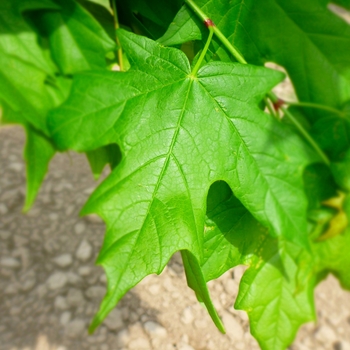 Acer saccharum 'Legacy'