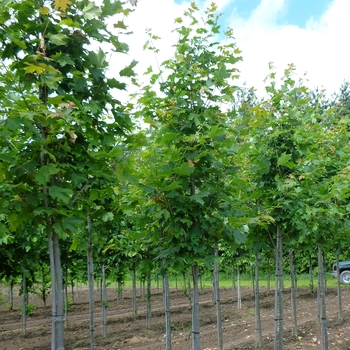 Acer saccharum 'Majesty®' 'Flax Mill'