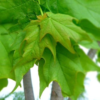 Acer saccharum 'Endowment' 