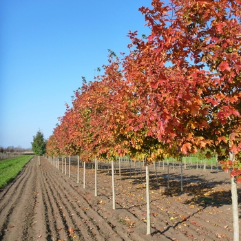 Acer saccharum 'Fall Fiesta®' 'Bailsta' PP11119