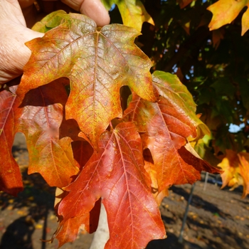 Acer saccharum 'Fall Fiesta®'