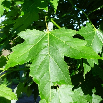 Acer saccharum 'Arrowhead' 