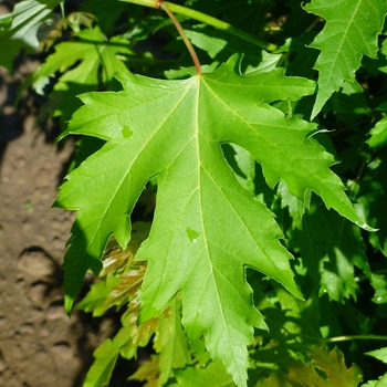 Acer saccharinum 'Pyramidale' 