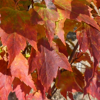 Acer rubrum 'Red Rocket'