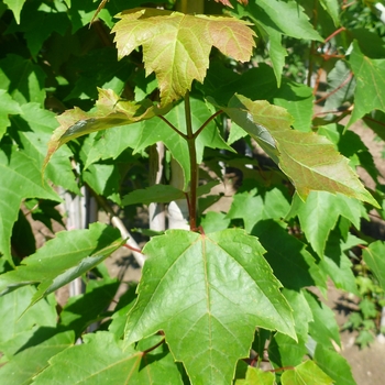 Acer rubrum 'Red Rocket' 