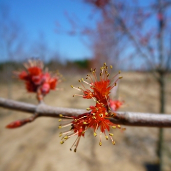 Acer rubrum 'Burgundy Belle®' 'Magnificent Magenta' PP7222