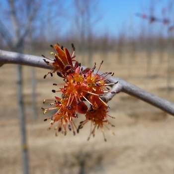 Acer rubrum 'Karpick' 